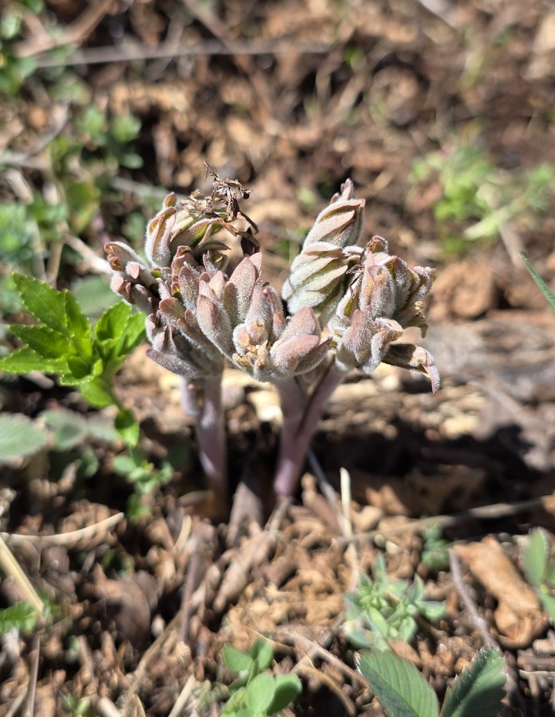Paeonia officinalis subsp. huthii photo 3