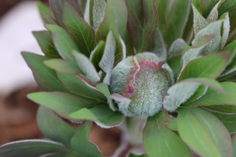 Paeonia officinalis subsp. huthii photo 4