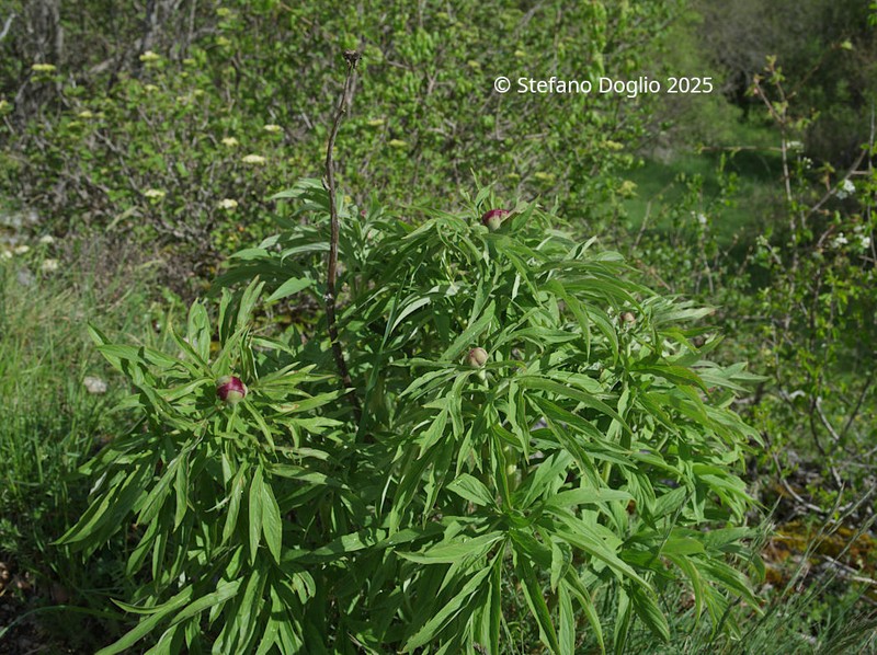 Paeonia officinalis subsp. italica