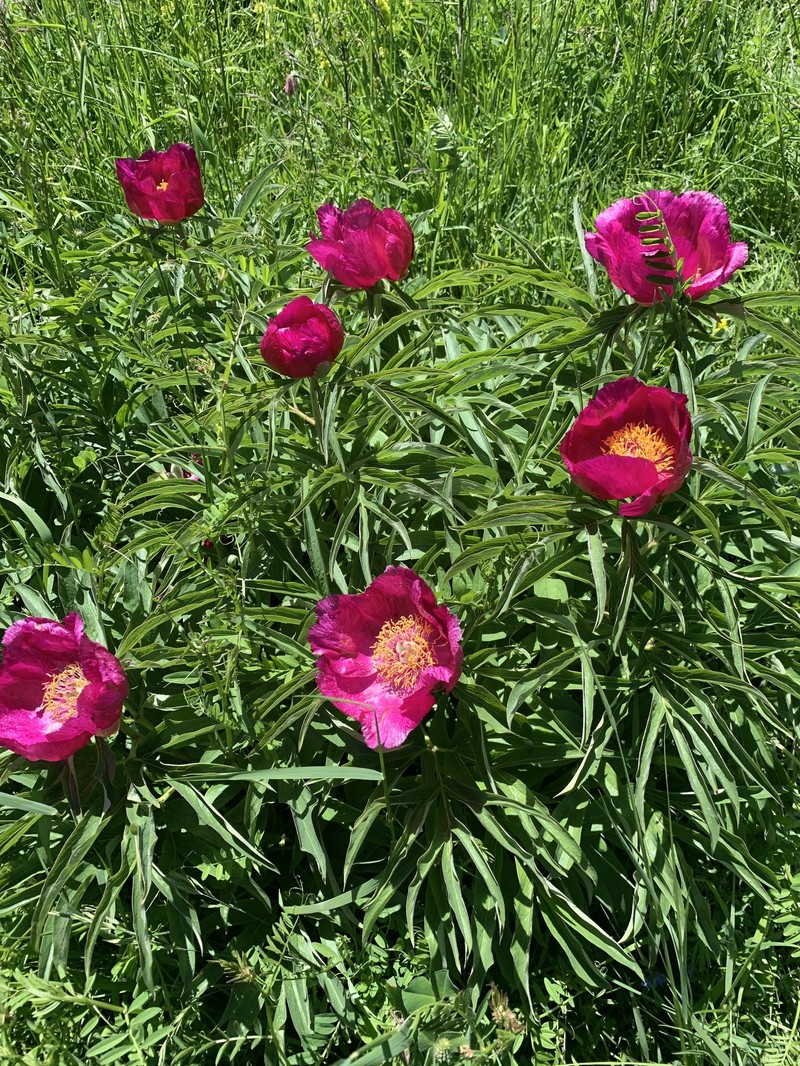 Paeonia officinalis subsp. italica photo 2