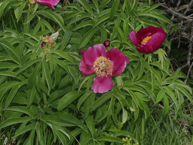 Paeonia officinalis subsp. italica photo 3