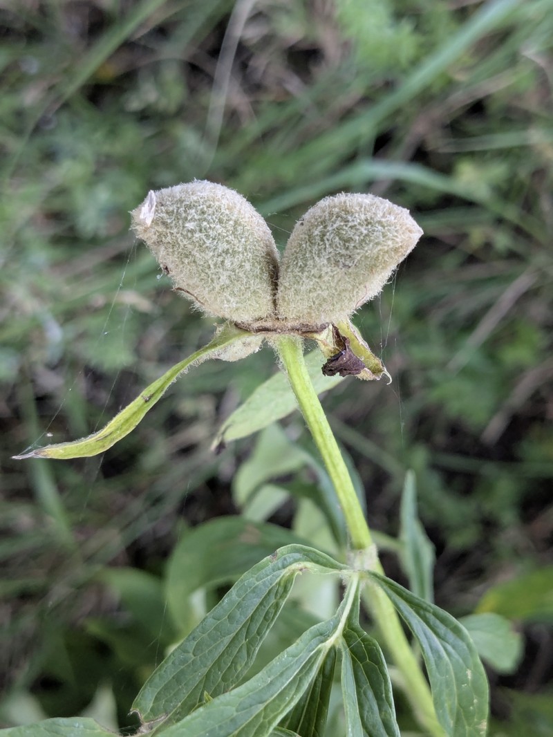 Paeonia officinalis subsp. italica photo 4