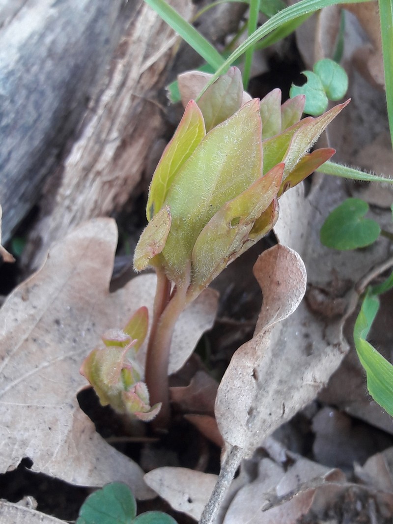 Paeonia officinalis subsp. microcarpa photo 2