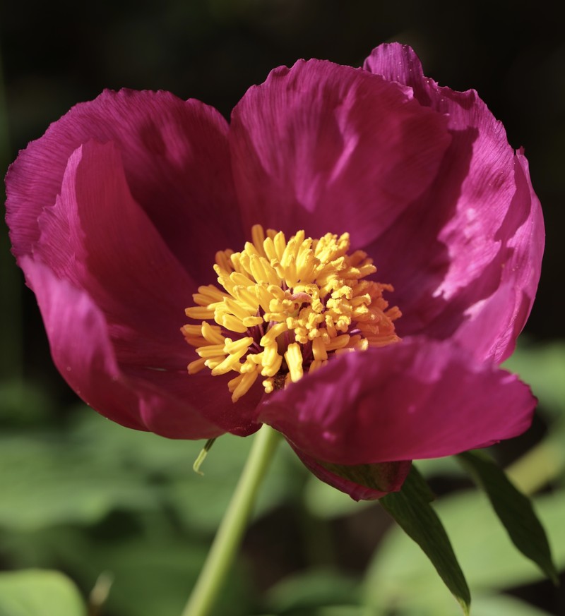 Paeonia officinalis subsp. microcarpa photo 3
