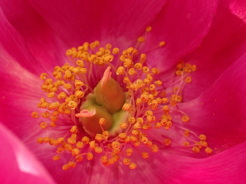 Paeonia officinalis subsp. microcarpa photo 4