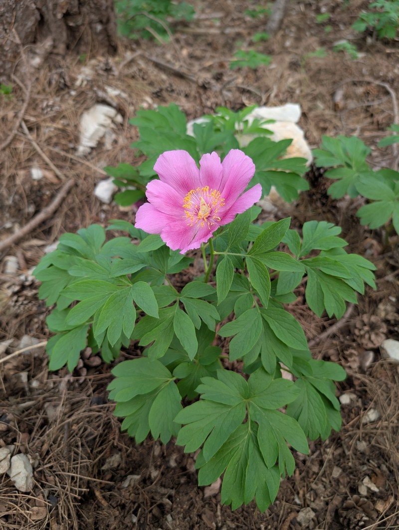 Paeonia officinalis subsp. microcarpa photo 5