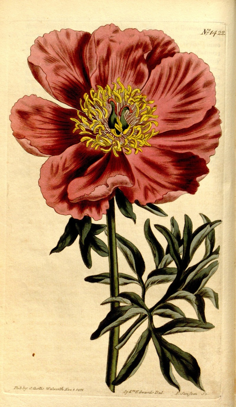 Paeonia officinalis subsp. microcarpa