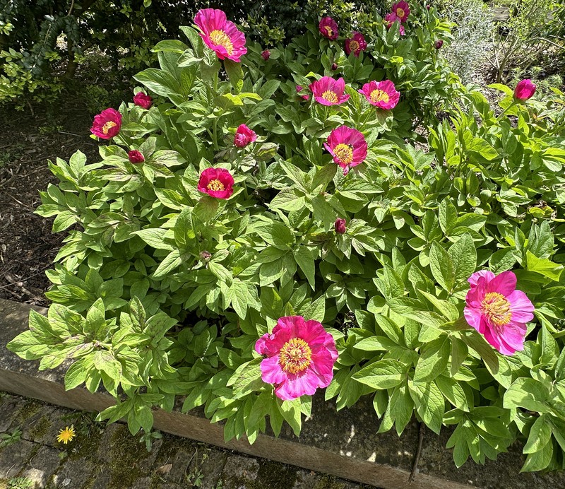 Paeonia officinalis subsp. microcarpa photo 6