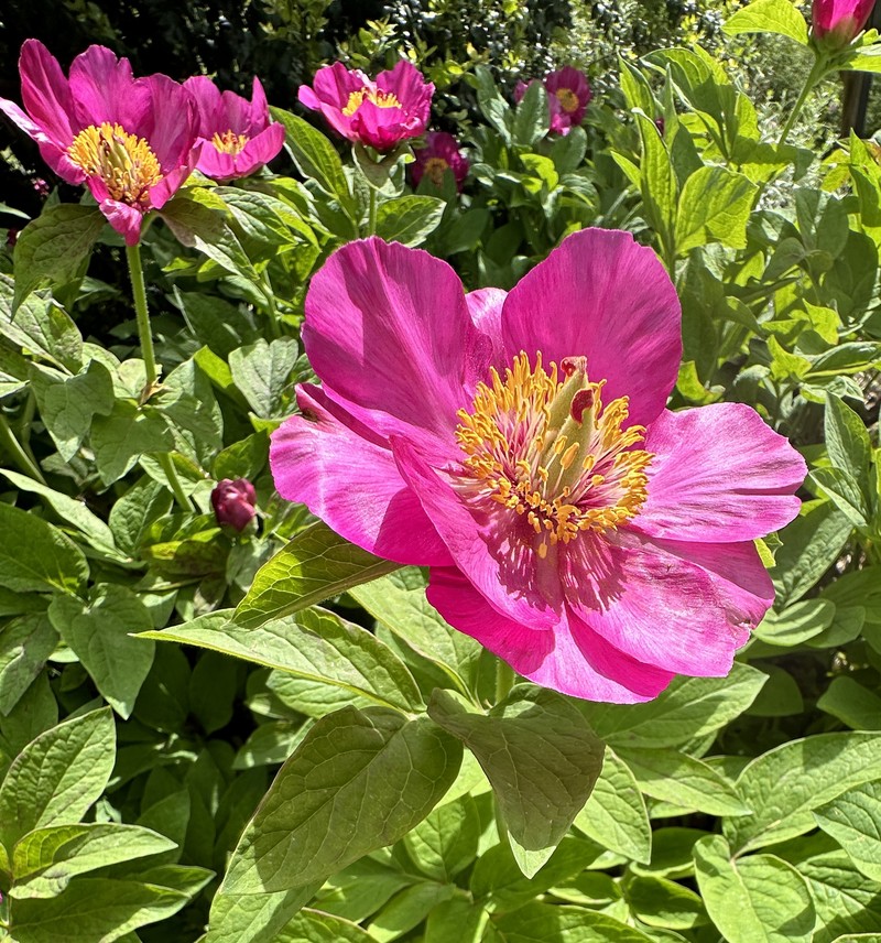 Paeonia officinalis subsp. microcarpa photo 7