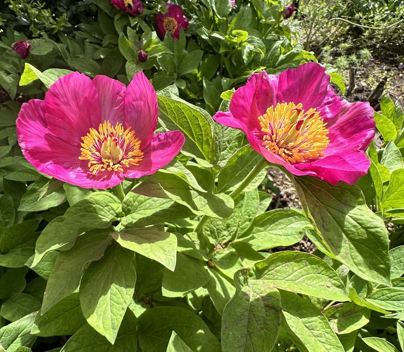 Paeonia officinalis subsp. microcarpa photo 8
