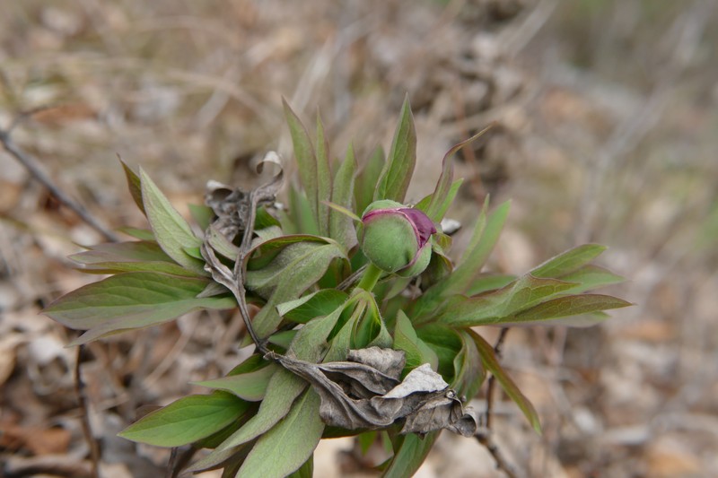 Paeonia officinalis subsp. officinalis
