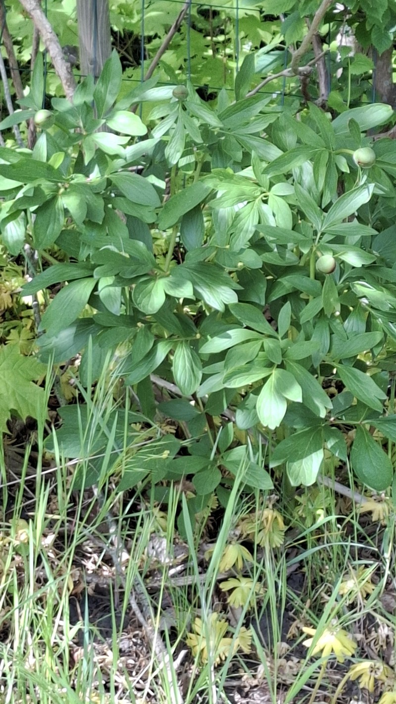 Paeonia officinalis subsp. officinalis photo 2