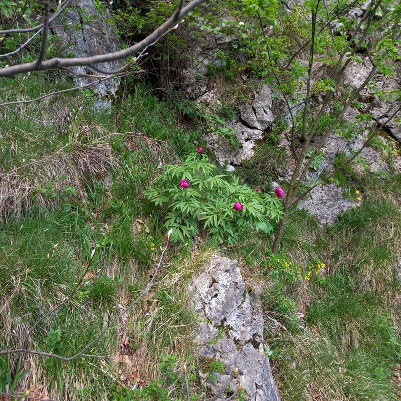 Paeonia officinalis subsp. officinalis photo 3