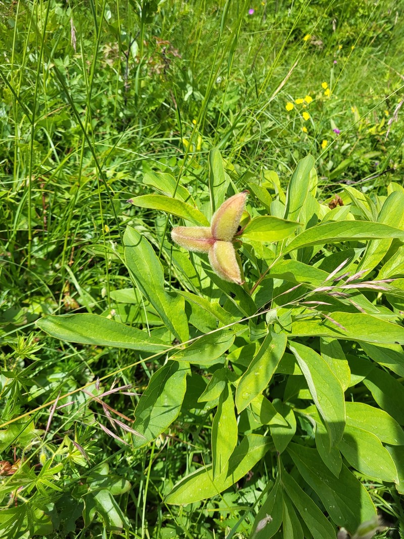 Paeonia officinalis subsp. officinalis photo 4