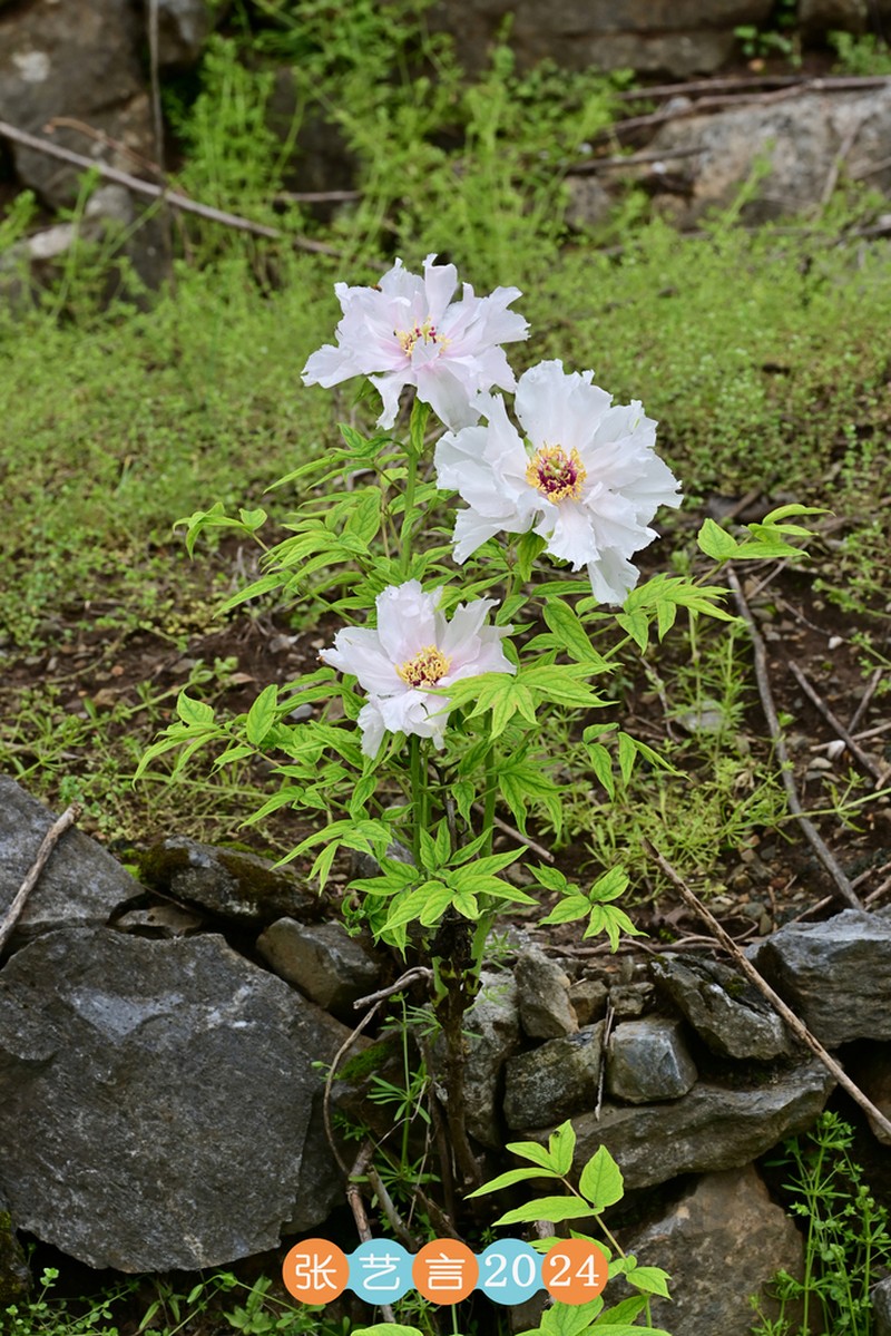 Paeonia ostii photo 4