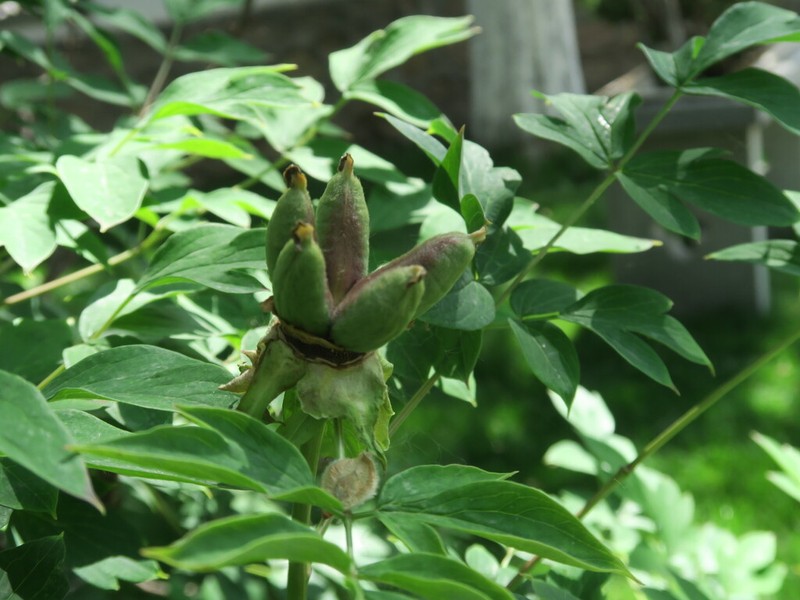 Paeonia ostii photo 5