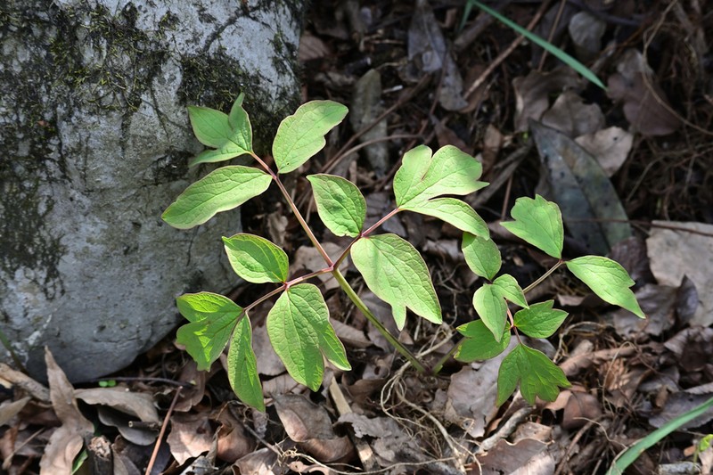 Paeonia ostii photo 6