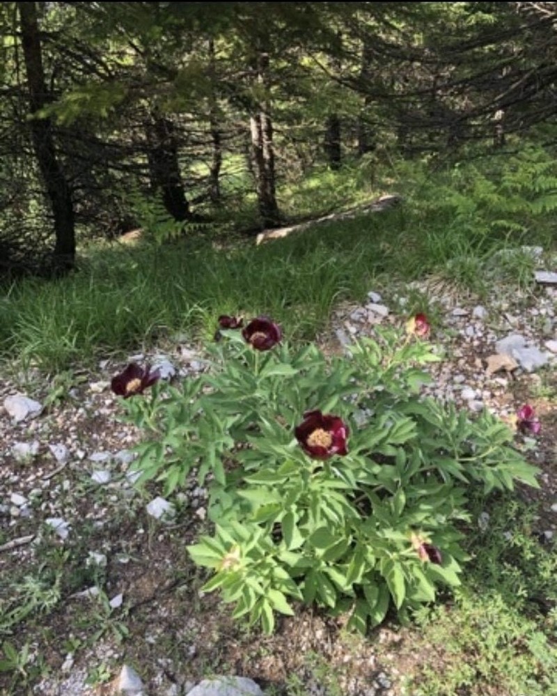Paeonia parnassica