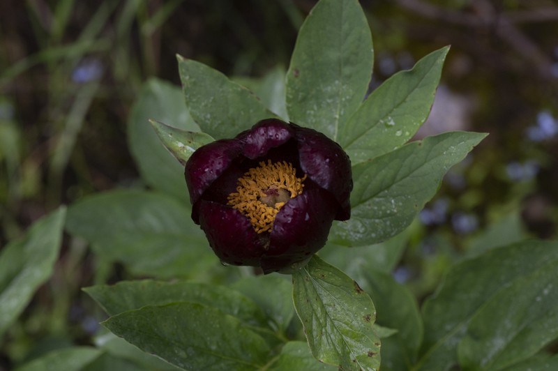 Paeonia parnassica photo 2