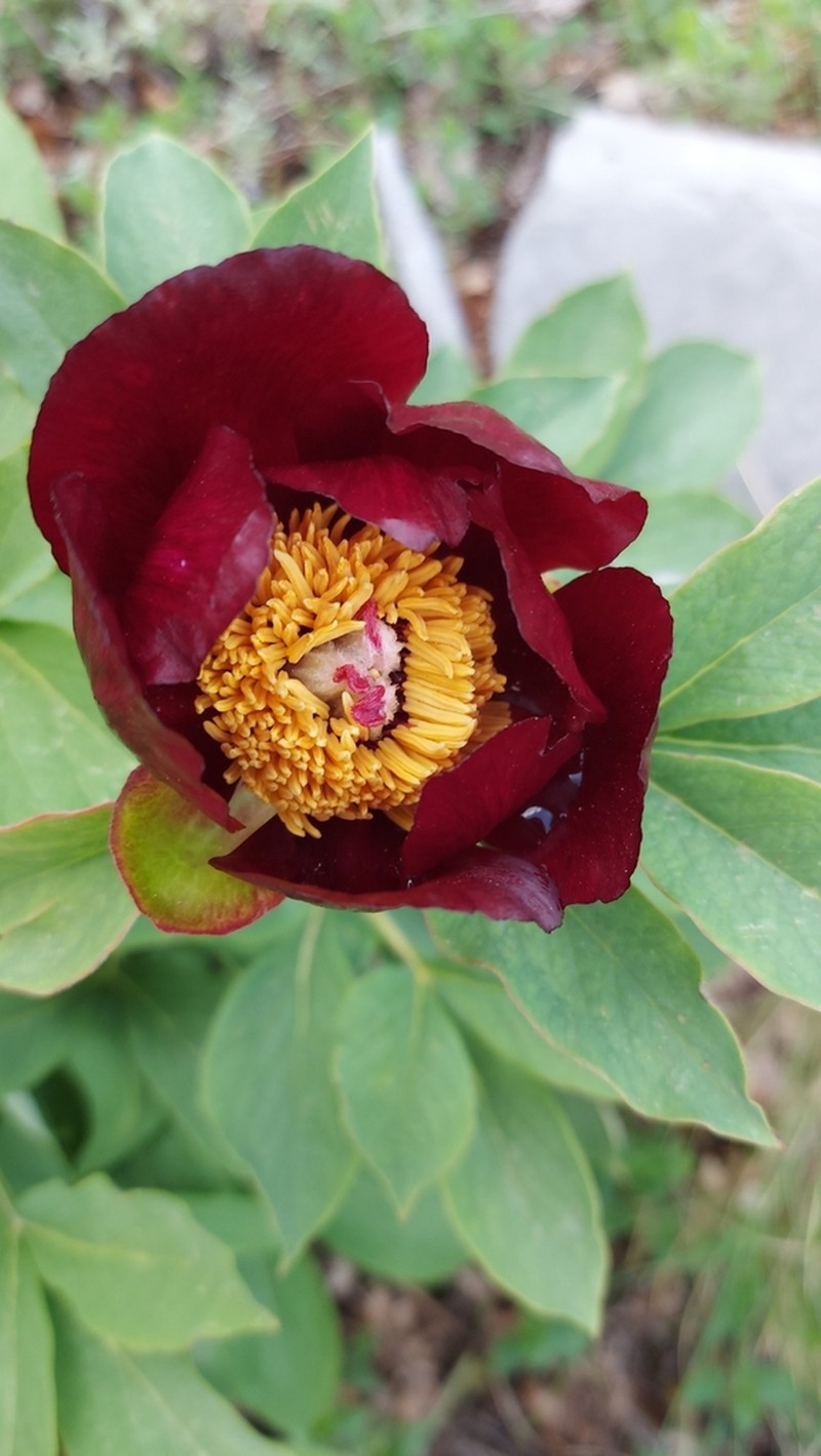 Paeonia parnassica photo 3
