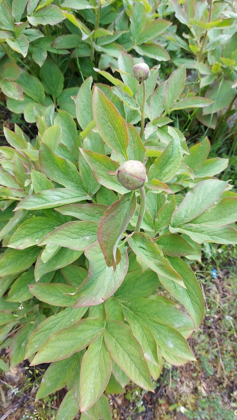 Paeonia parnassica photo 4