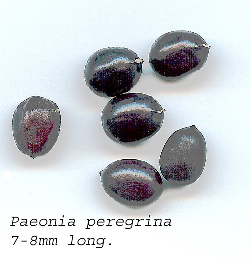 Paeonia peregrina photo 2