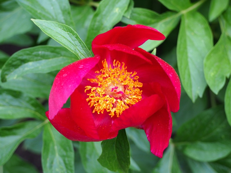 Paeonia peregrina photo 3