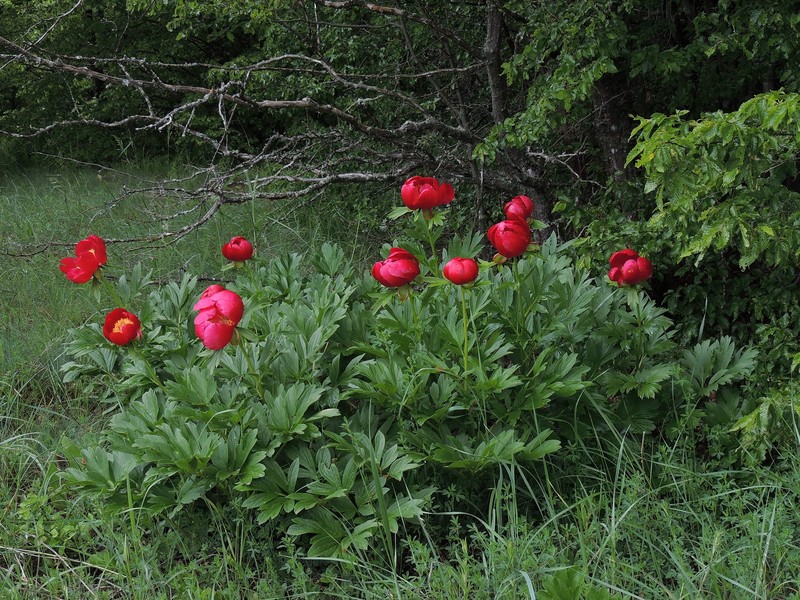 Paeonia peregrina photo 4