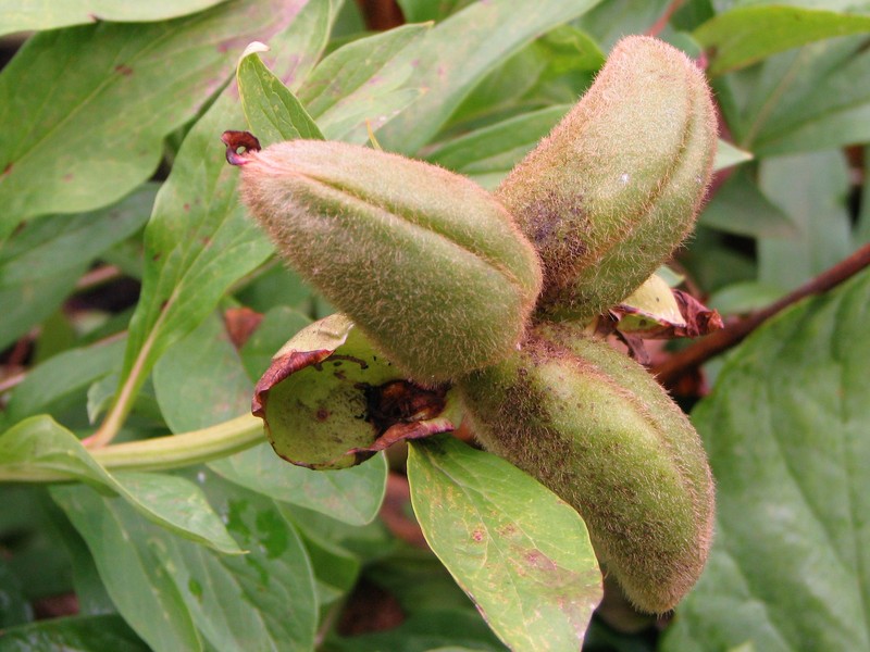 Paeonia peregrina photo 5