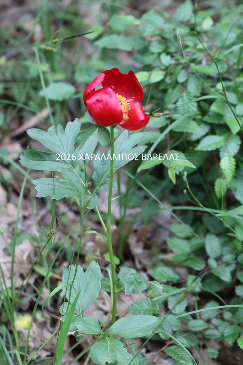Paeonia peregrina photo 6