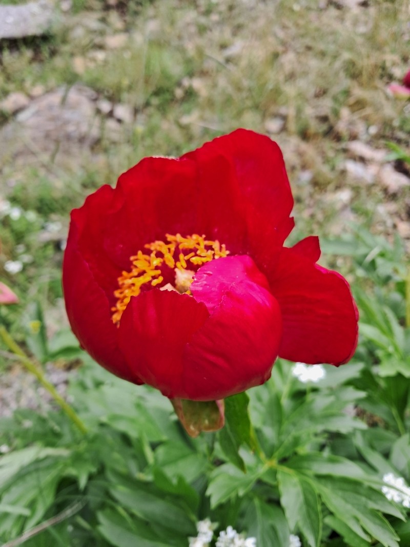 Paeonia peregrina photo 7
