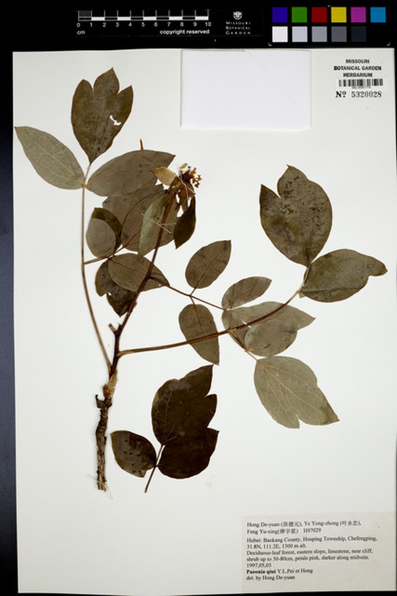 Paeonia qiui photo 2