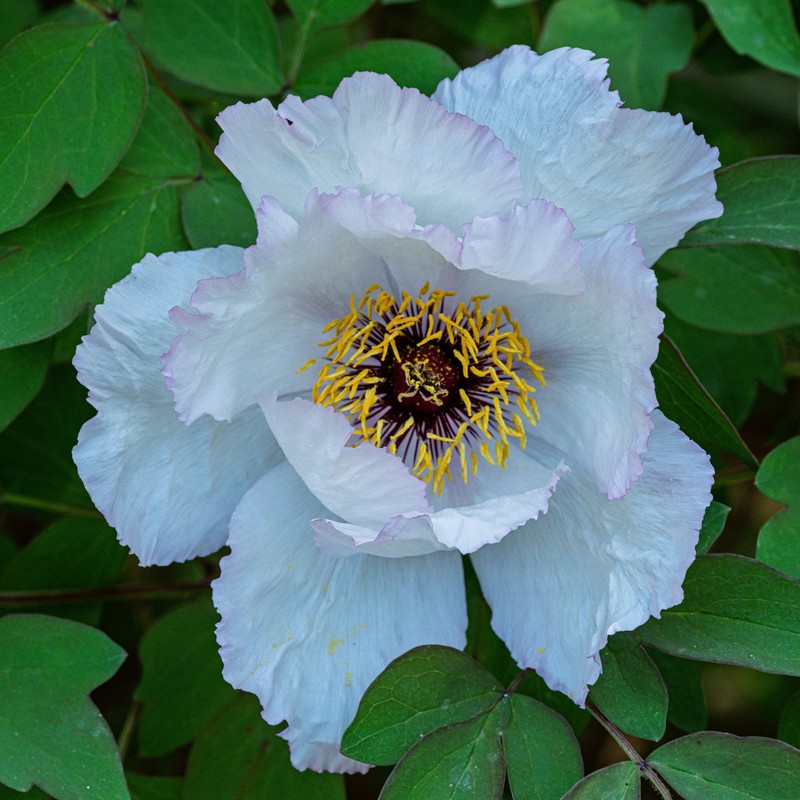 Paeonia qiui