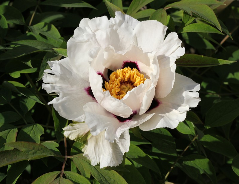 Paeonia rockii