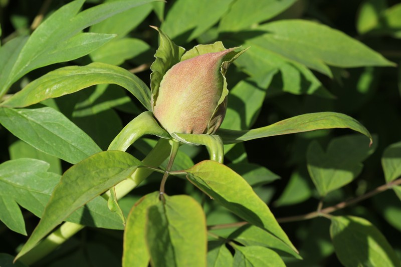 Paeonia rockii photo 2