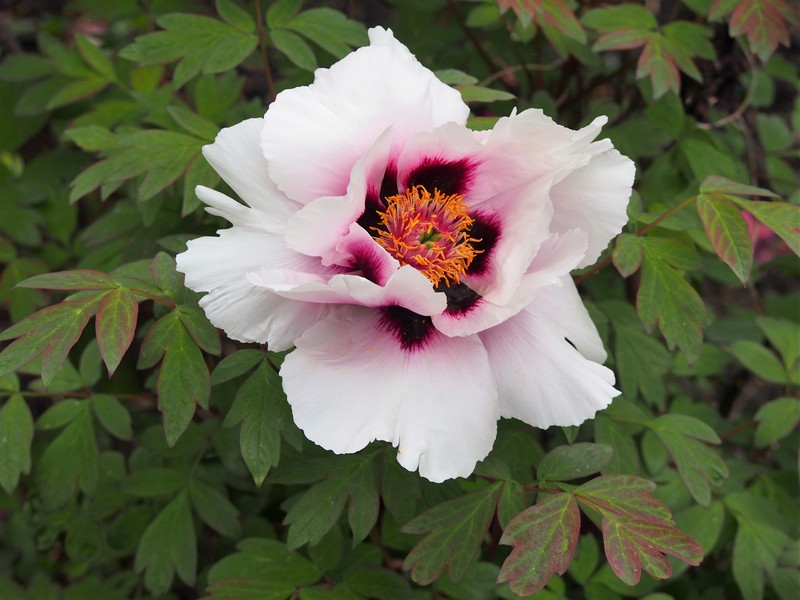 Paeonia rockii photo 4
