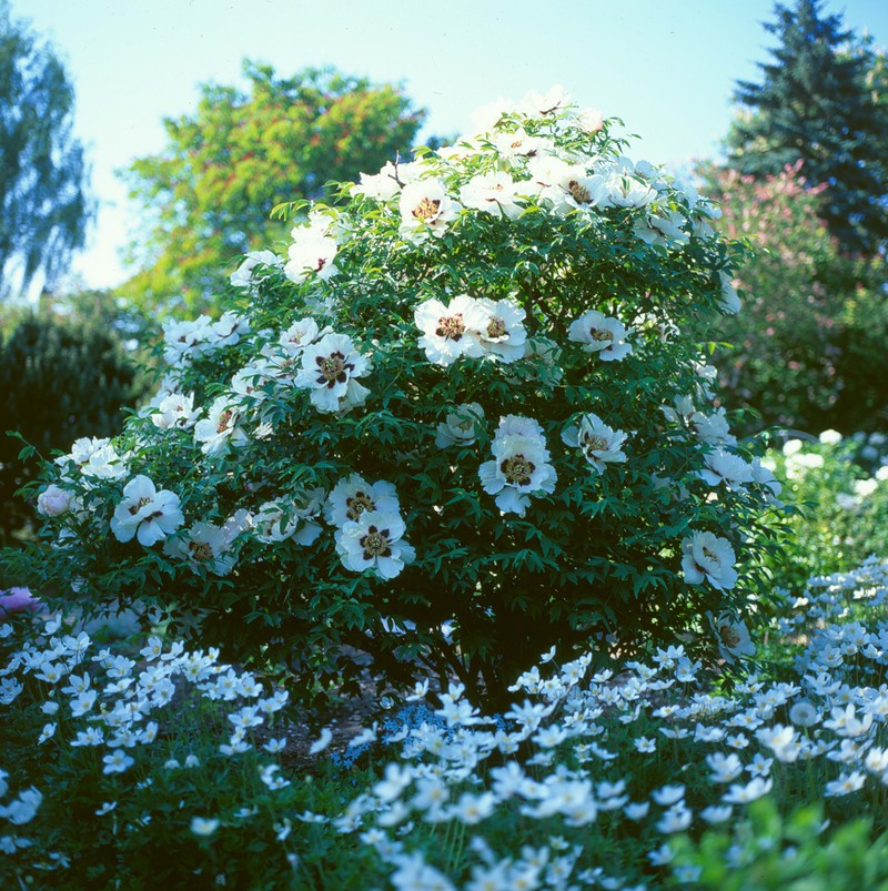 Paeonia rockii photo 5