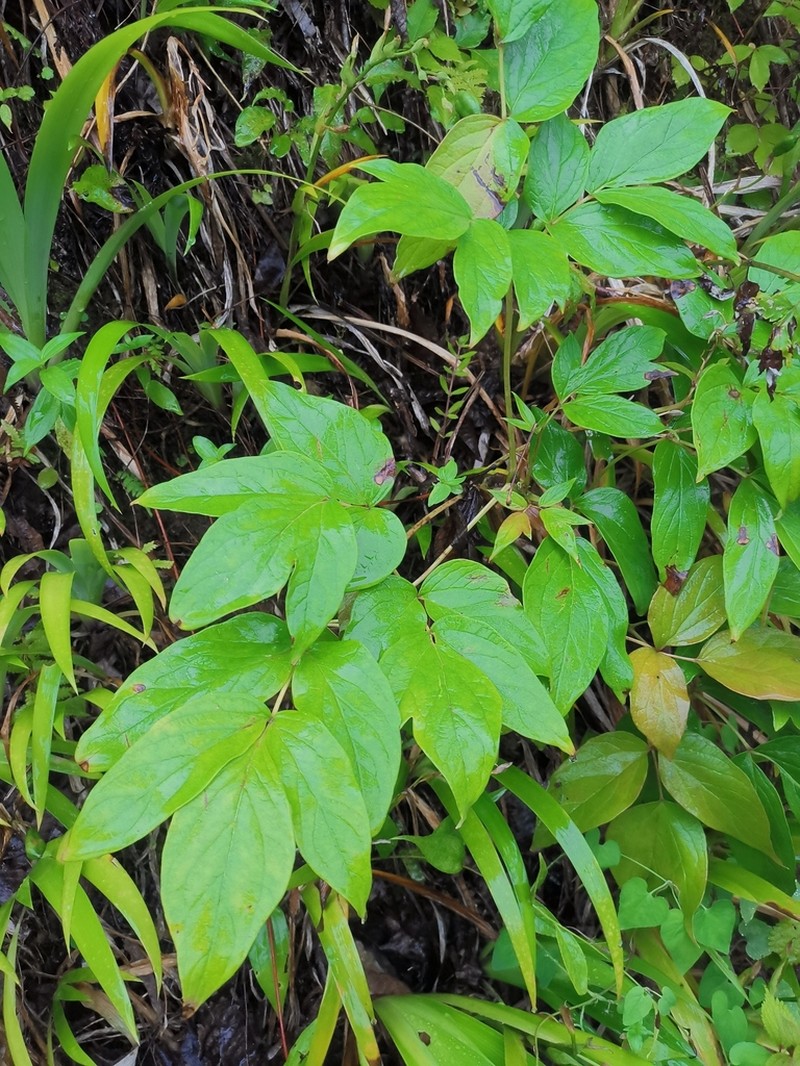 Paeonia rockii photo 6