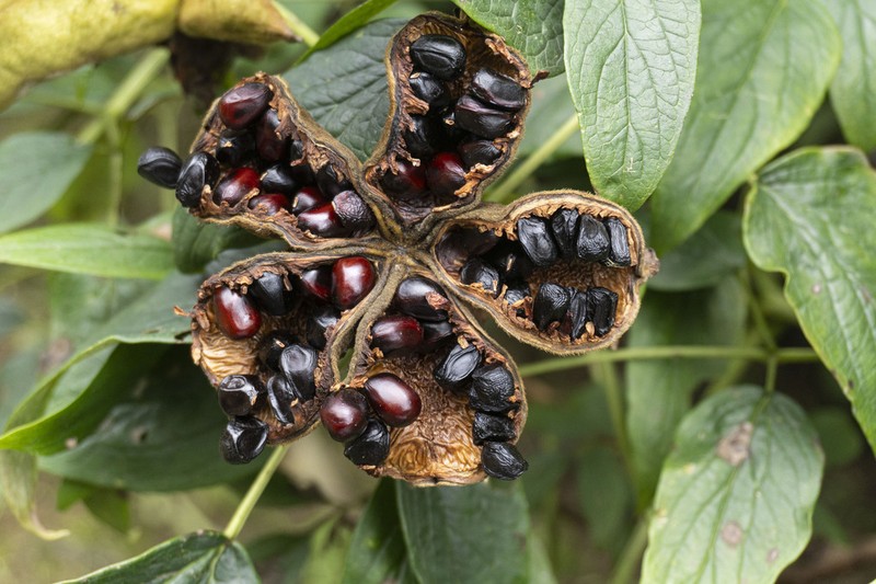 Paeonia rockii photo 7