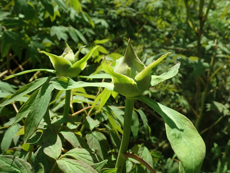 Paeonia rockii subsp. atava