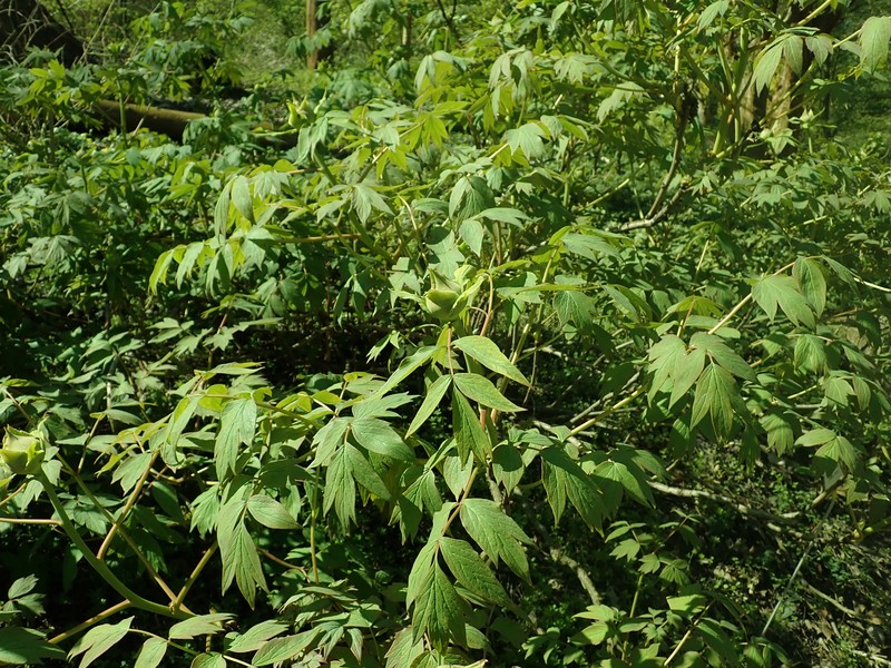 Paeonia rockii subsp. atava photo 2