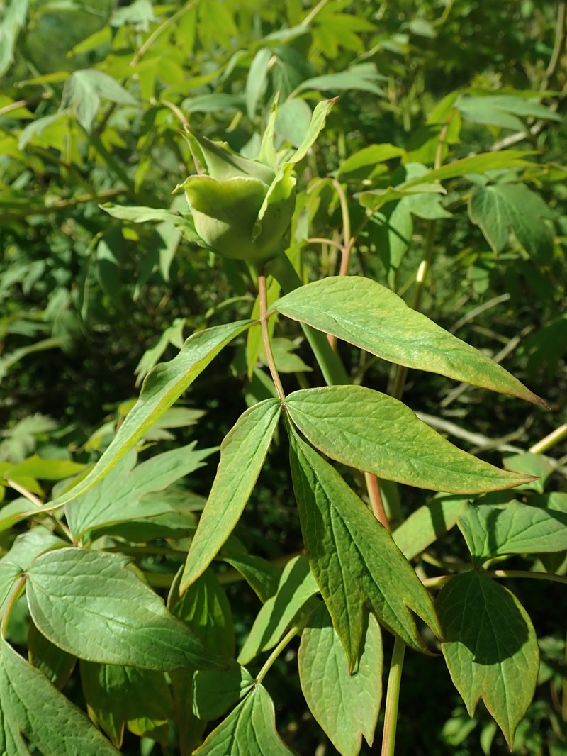 Paeonia rockii subsp. atava photo 3