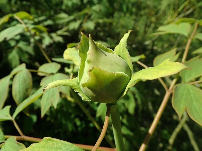 Paeonia rockii subsp. atava photo 4