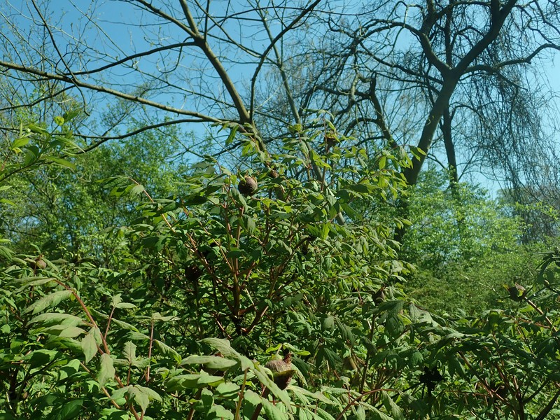 Paeonia rockii subsp. atava photo 5