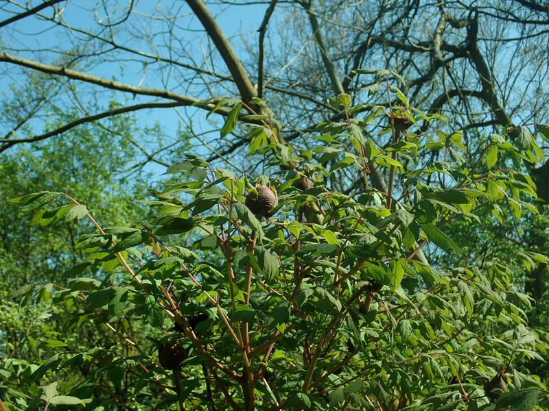 Paeonia rockii subsp. atava photo 6