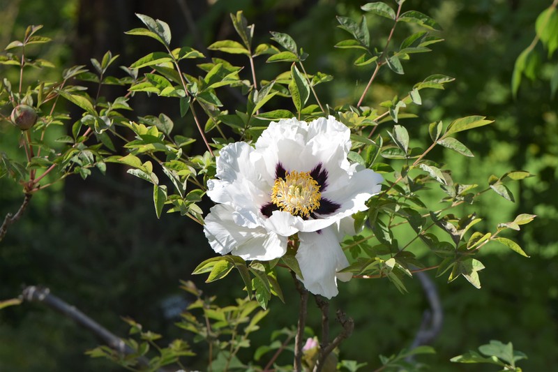 Paeonia rockii subsp. atava photo 7
