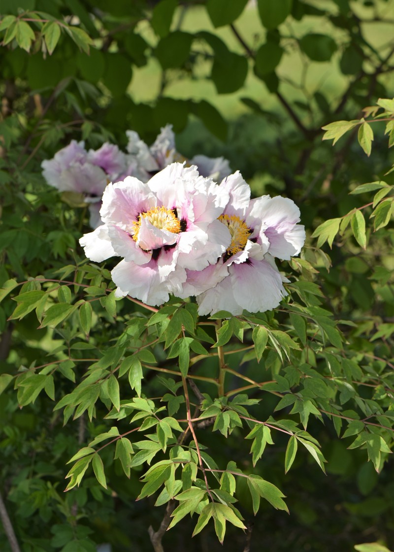Paeonia rockii subsp. atava photo 8