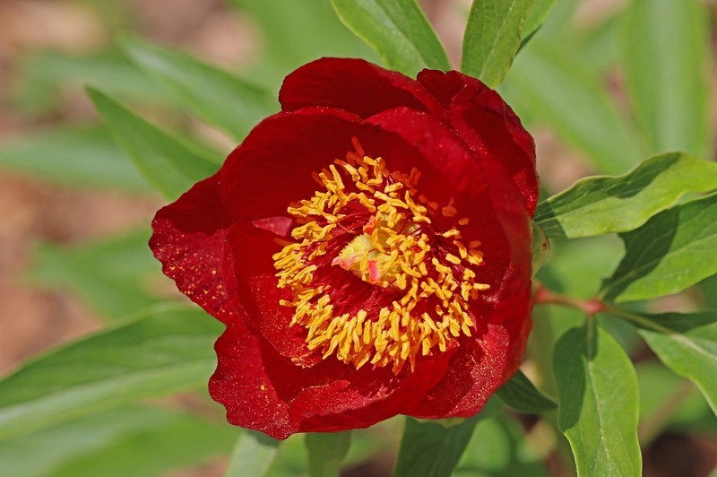 Paeonia saueri