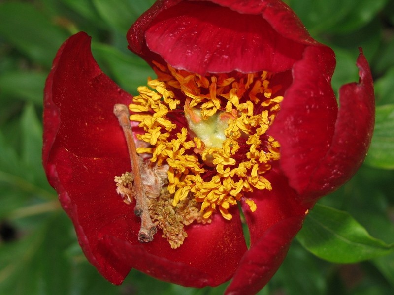Paeonia saueri photo 2