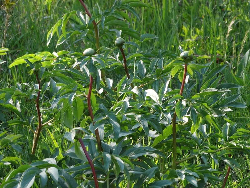 Paeonia saueri photo 3